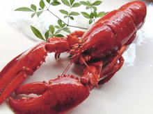 Fresh juicy Maine Lobster